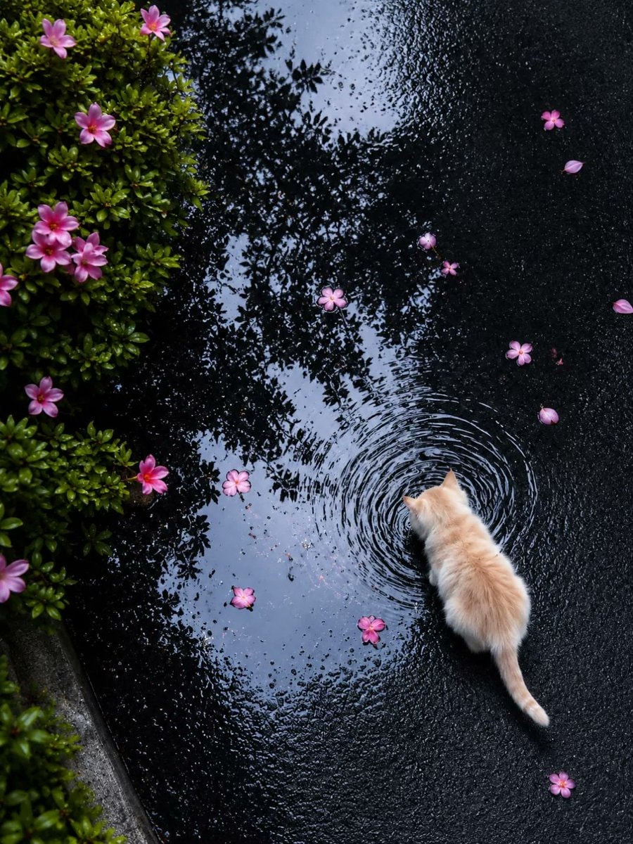 orange cat puddle flower petals (photo 2 of 2)