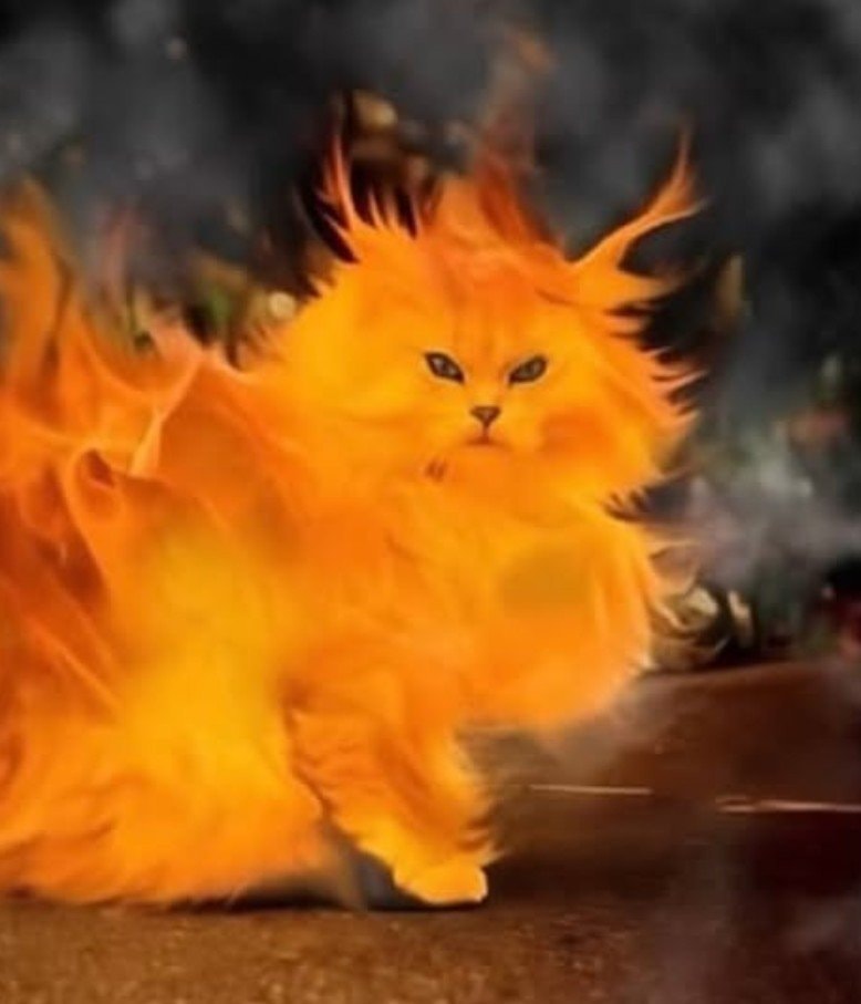 Fiery cat anger mood (photo 1 of 2) Fiery cat anger mood (photo 1 of 2)