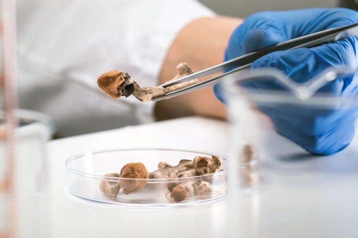 Psilocybin microdose lab research (photo 1 of 2) Psilocybin microdose lab research (photo 1 of 2)