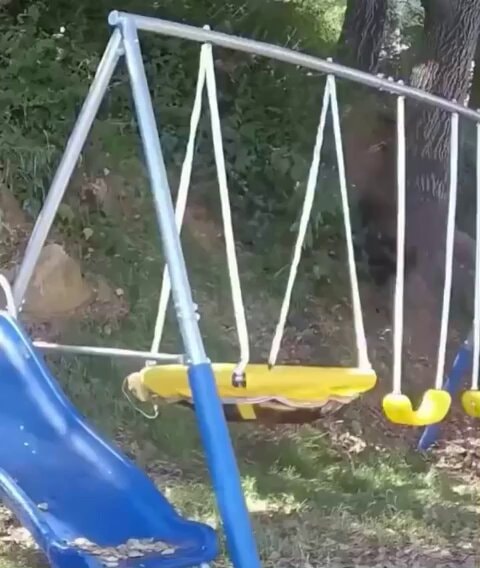 Homeowner builds larger swing for bear