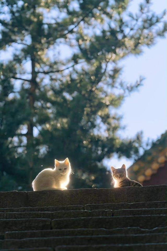 Two cats on a stone ledge in sunlight Two cats on a stone ledge in sunlight