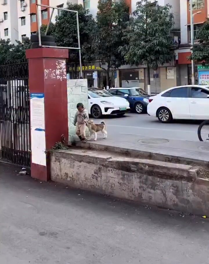 Child walking dog