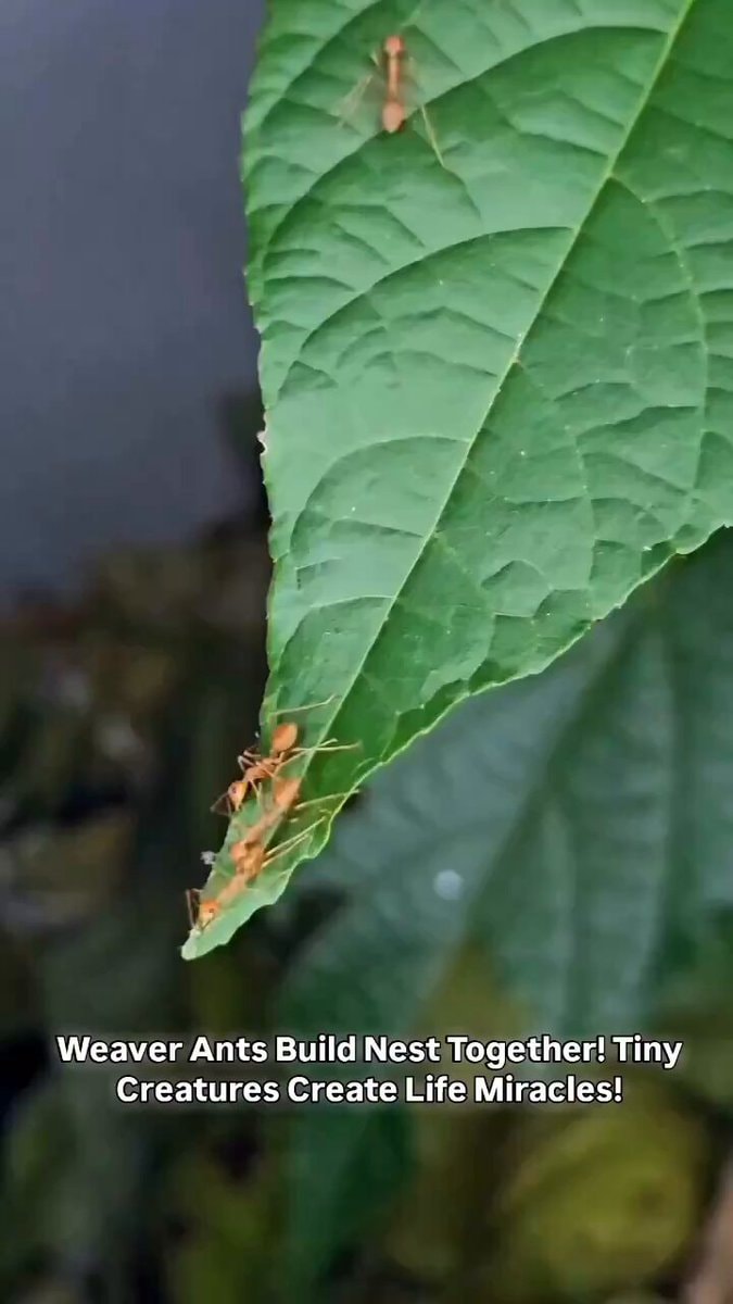 Weaver ants building nest with larval silk