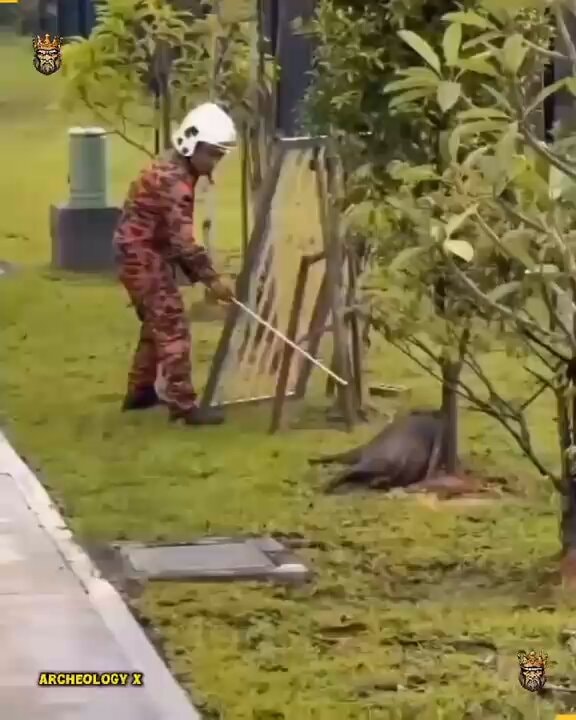 Firefighter prods animal near tree