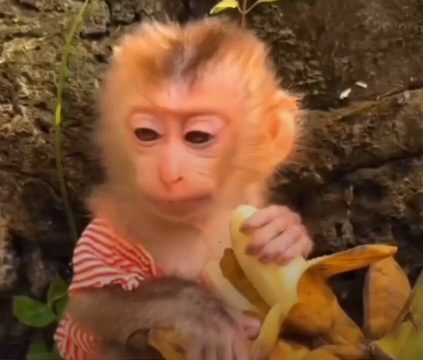 Baby monkey peeling banana