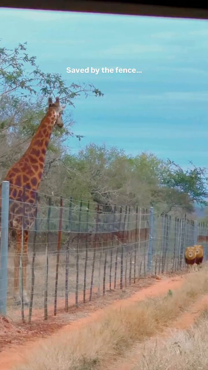 Giraffe and lions behind fence