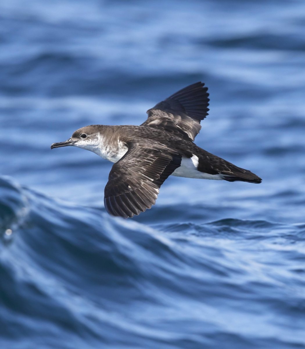 Manx Shearwaters jet lag study