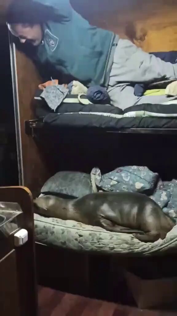 sea lion on fishing boat bed