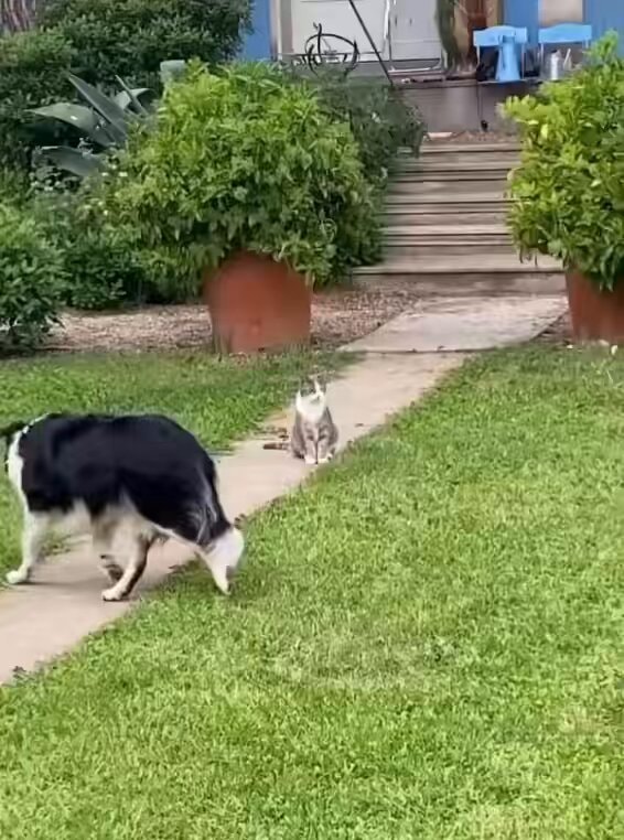 Border collie behavior