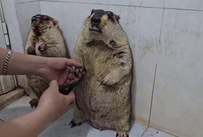 groundhog watching claw trim