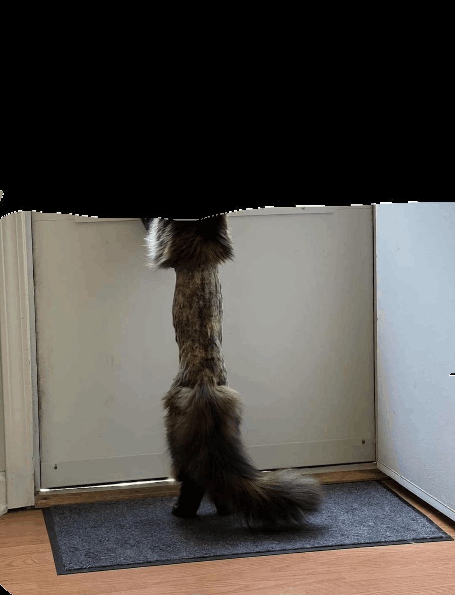 Fluffy cat squeezing under door