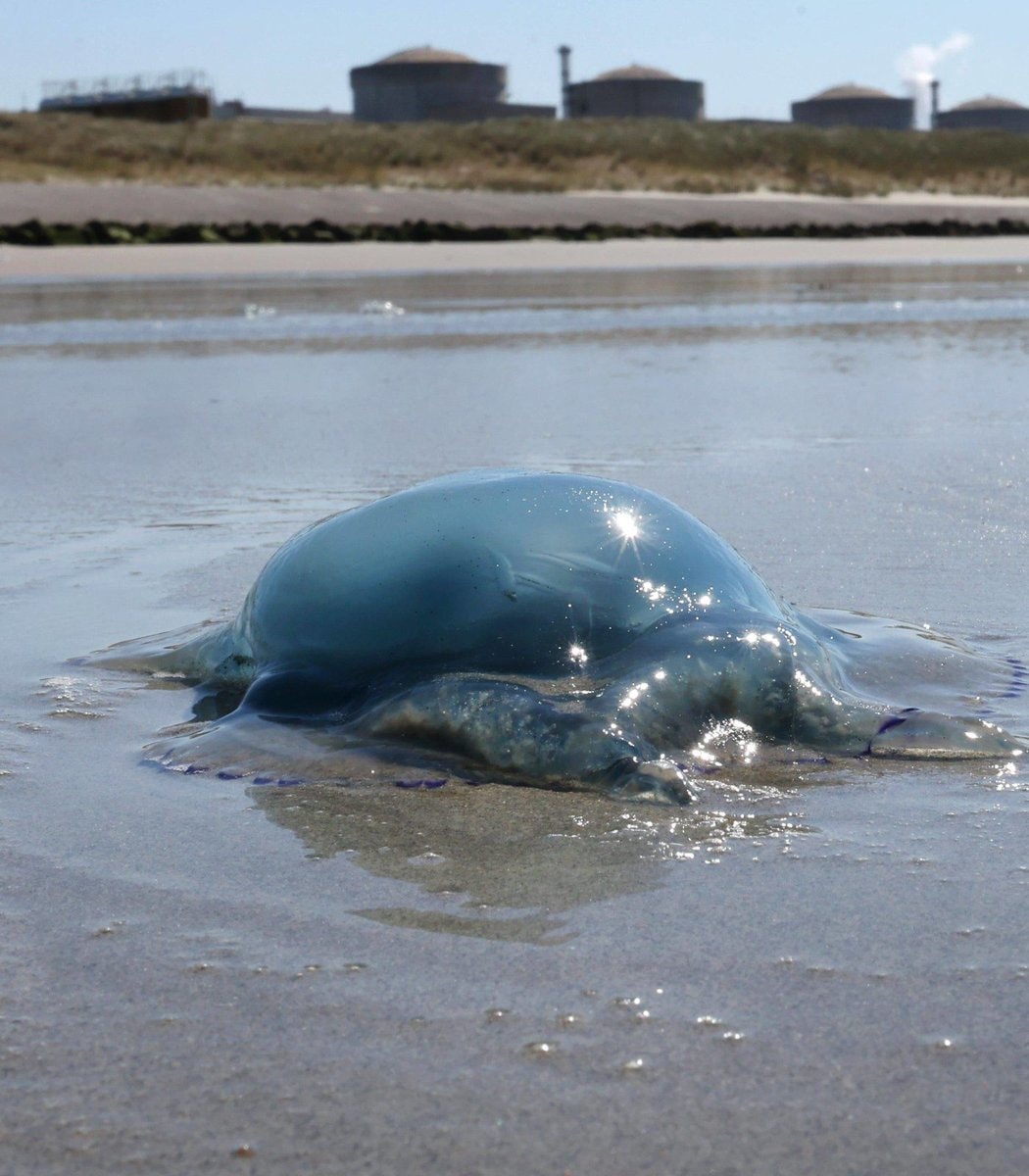 France nuclear reactors jellyfish