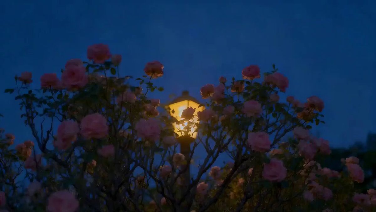 pink roses with street lamp