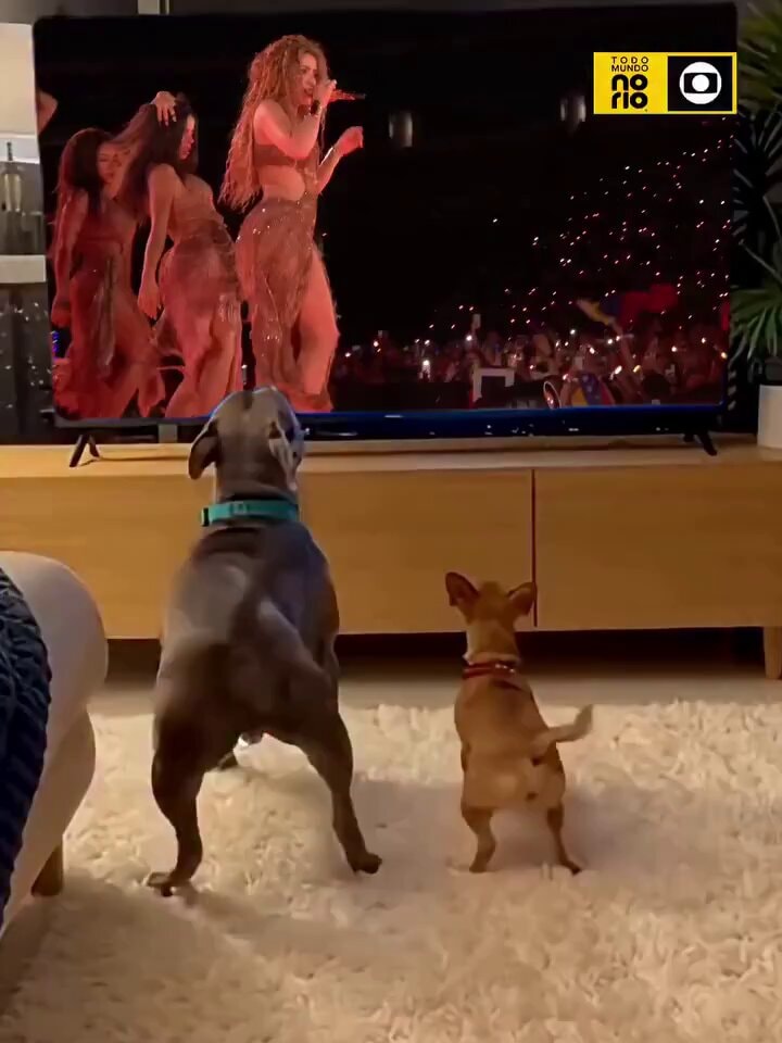 Dogs watching music performance on TV 🐶
