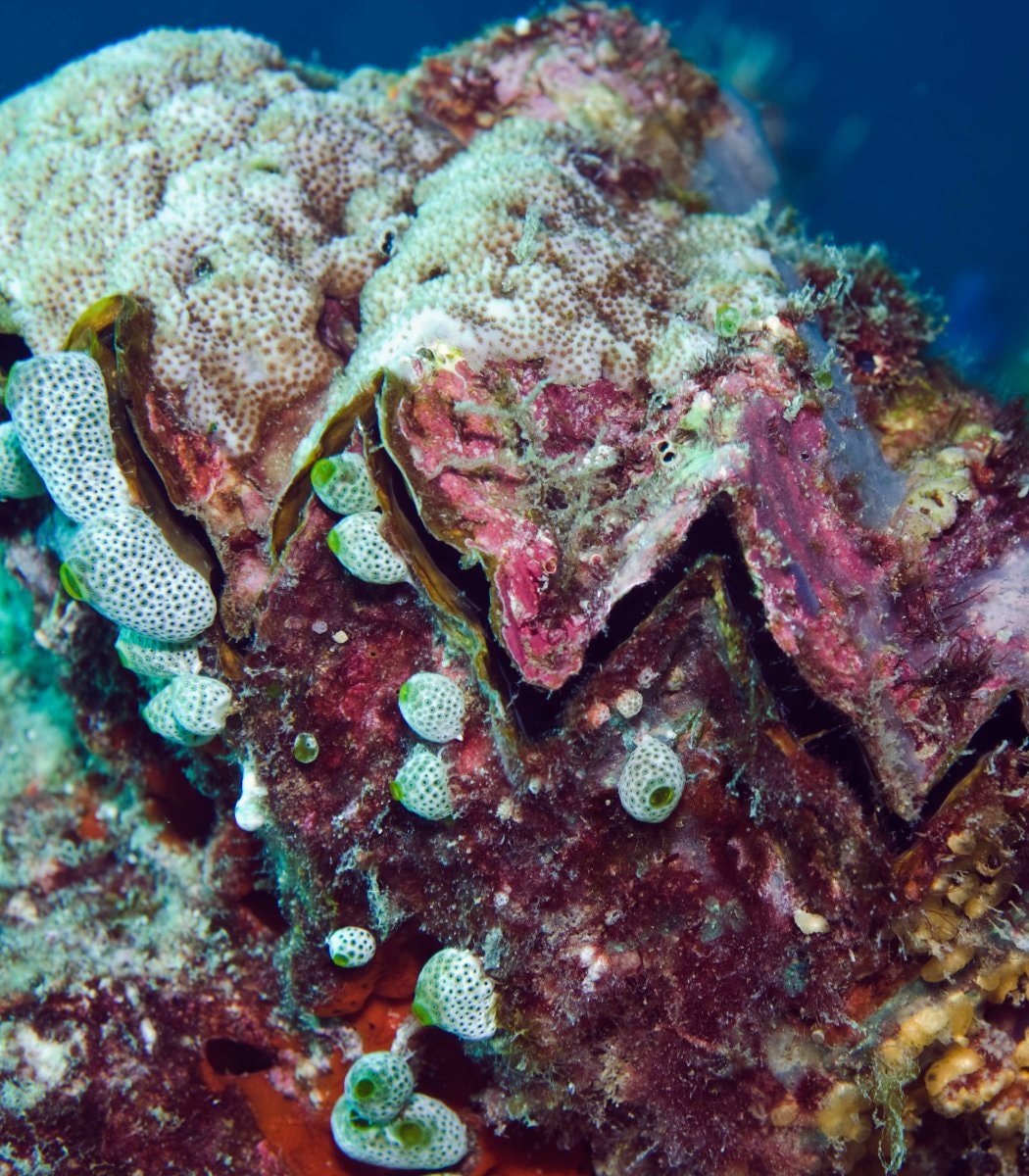 oyster reefs ecosystem value oyster reefs ecosystem value