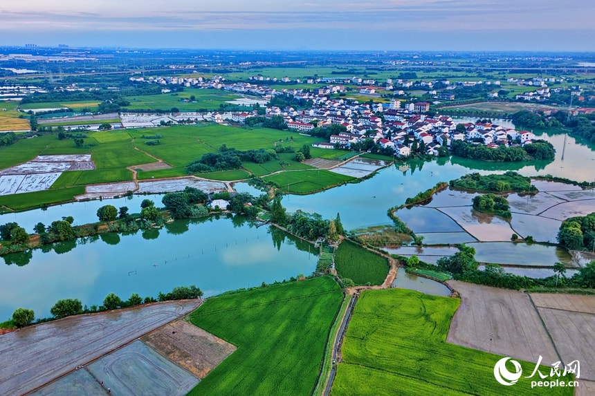 Tanshang Village rice fields (photo 3 of 4)