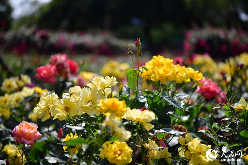 Jiangxi Honggutan Riverside Garden Roses (photo 2 of 4)