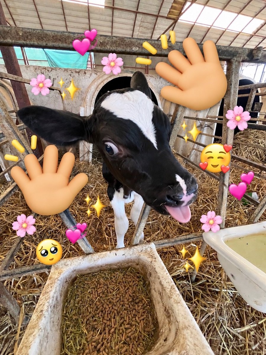 calf with cartoon hands (photo 2 of 2)