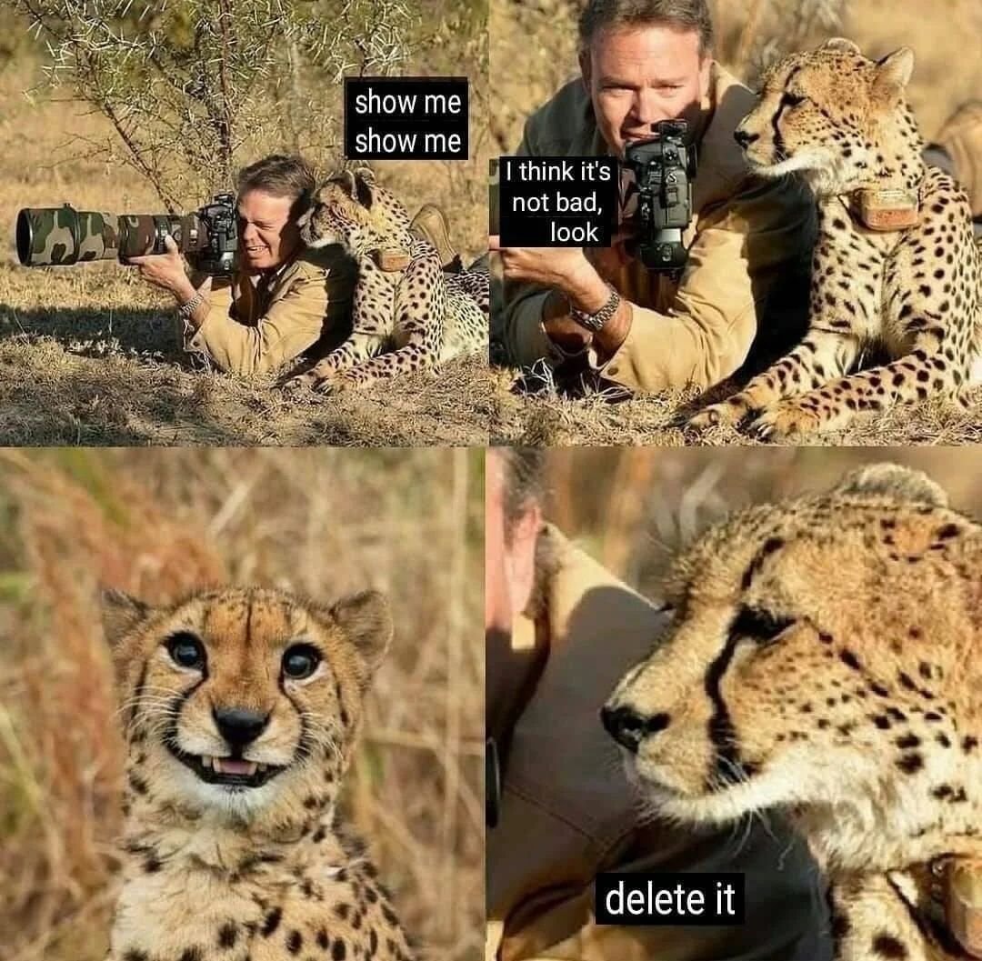 Steve Irwin cheetah meme