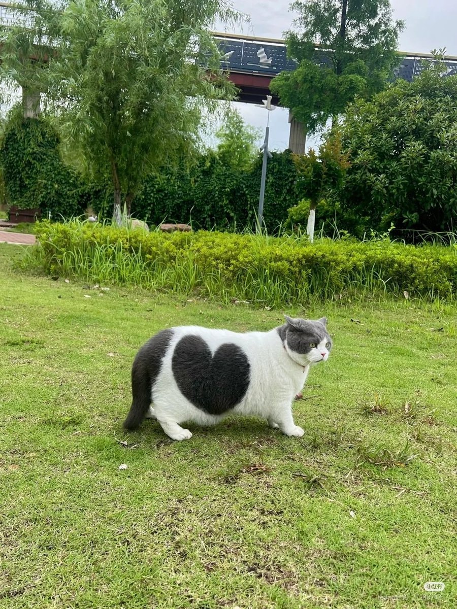 heart-marked cat