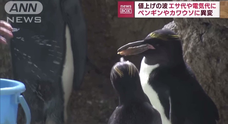 Japan marine park penguins otters food switch