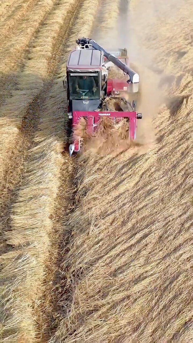 YANMAR head-feeding combine harvester
