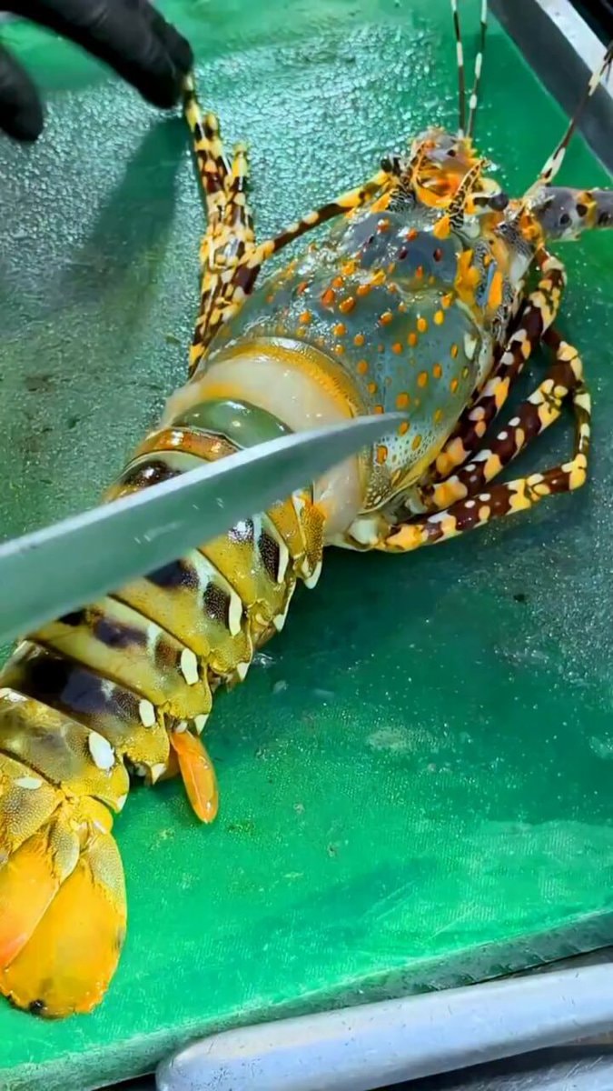 Giant Lobster cutting