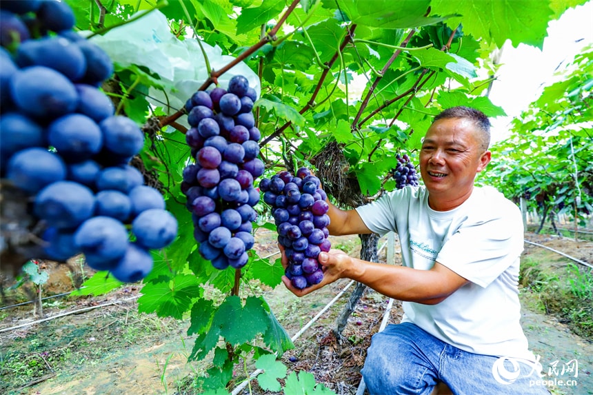 Jiangxi vineyard grape harvest (photo 3 of 4)