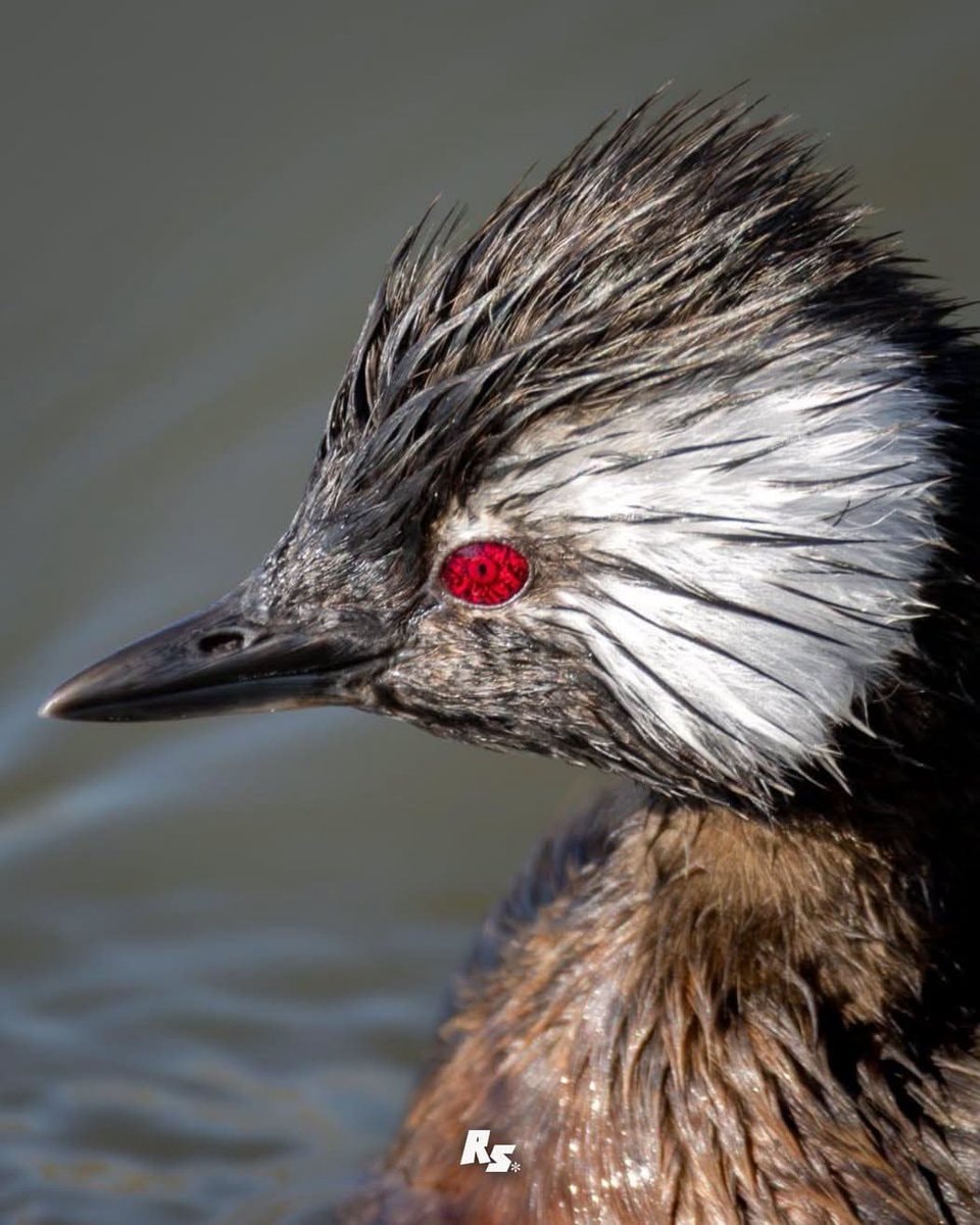 Bird close-up