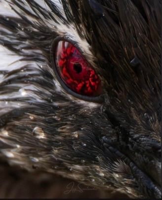 white-tufted grebe blood-red eyes (photo 2 of 2)