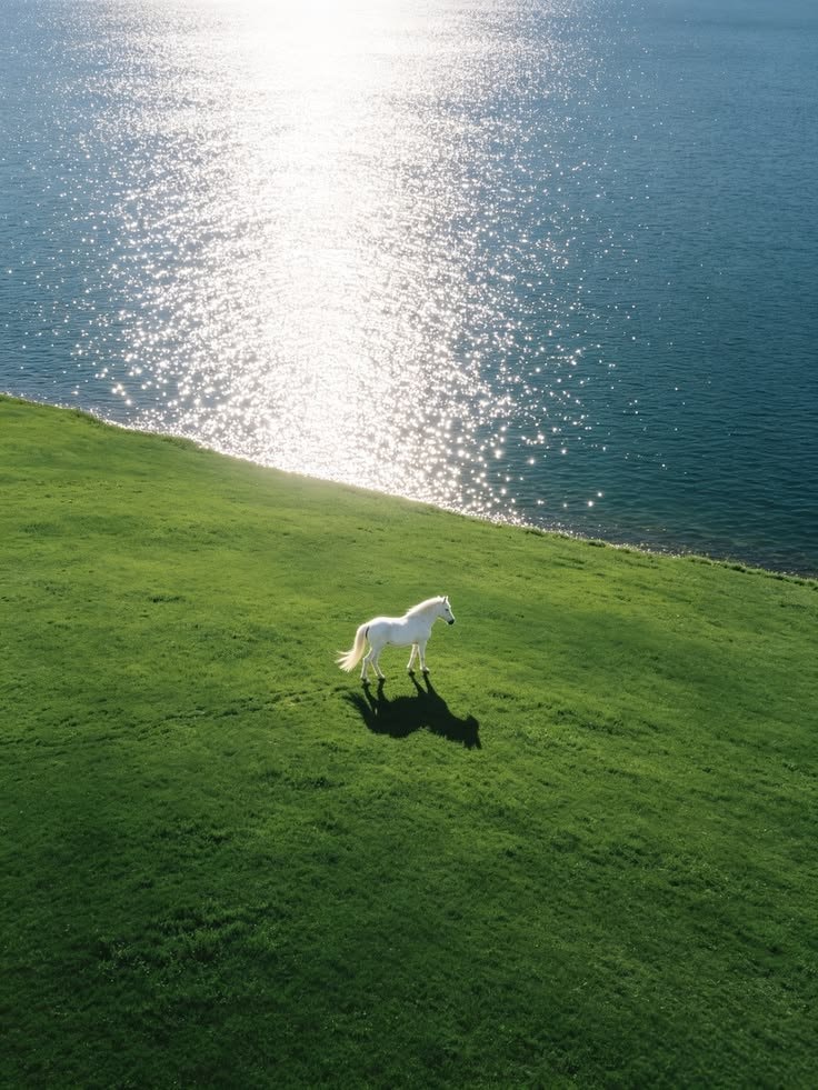 lone white horse by turquoise water (photo 2 of 2)