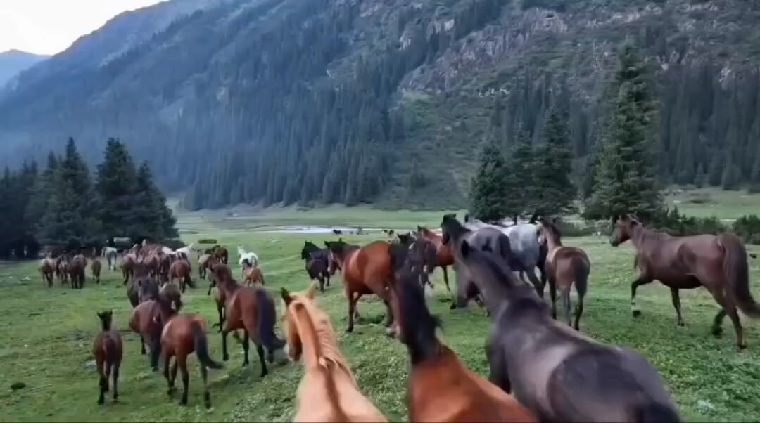 Kyrgyzstan freedom life