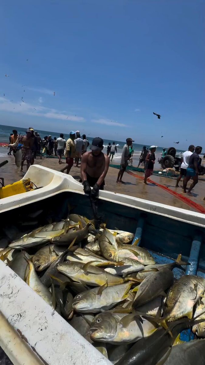 Traditional Sri Lankan fishing catch