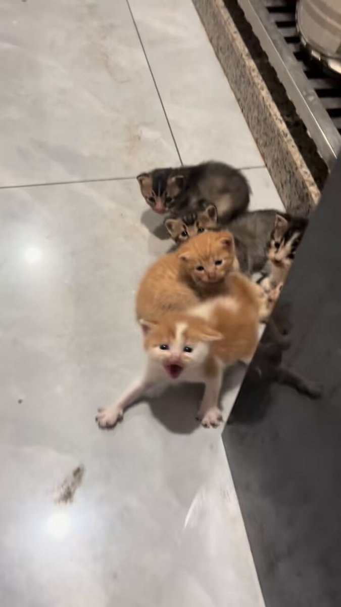 Brave orange and white kitten protecting siblings Brave orange and white kitten protecting siblings
