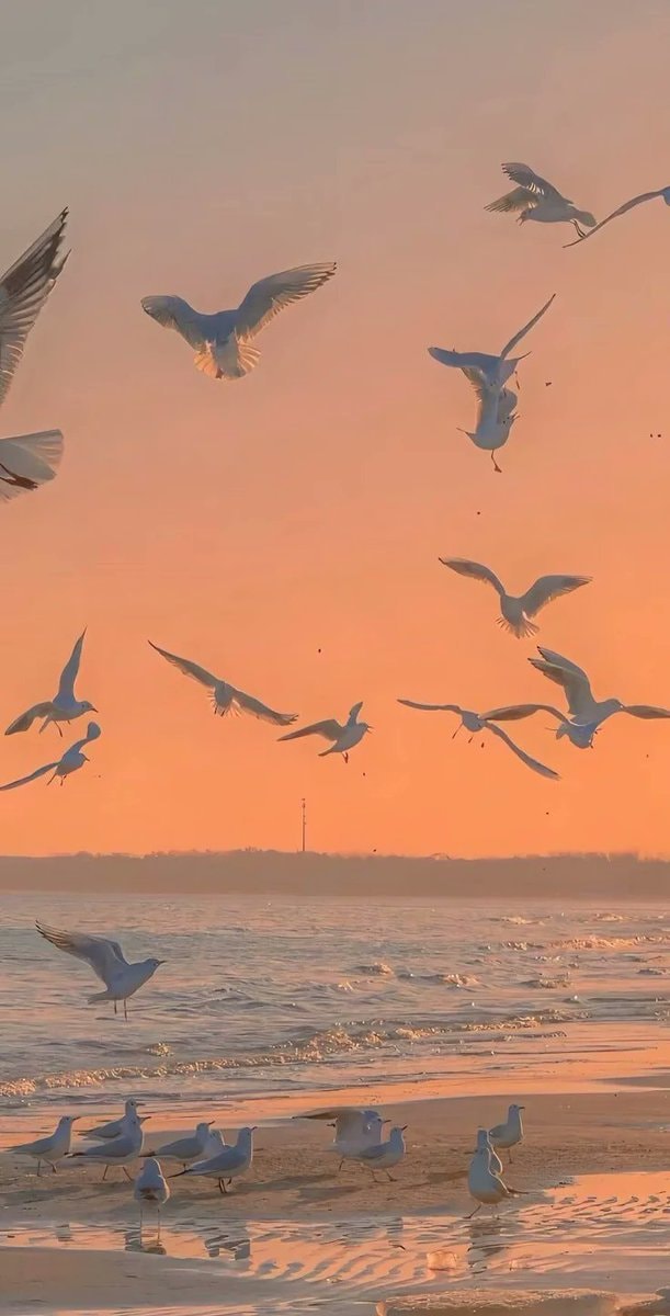 birds flying at sunset (photo 2 of 2)