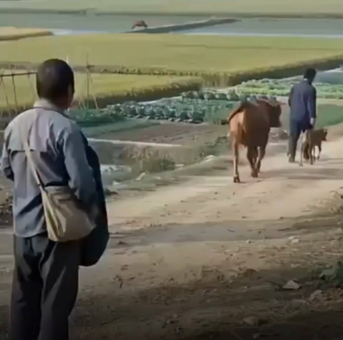 Cow hugs farmer before leaving forever ❤️🐄