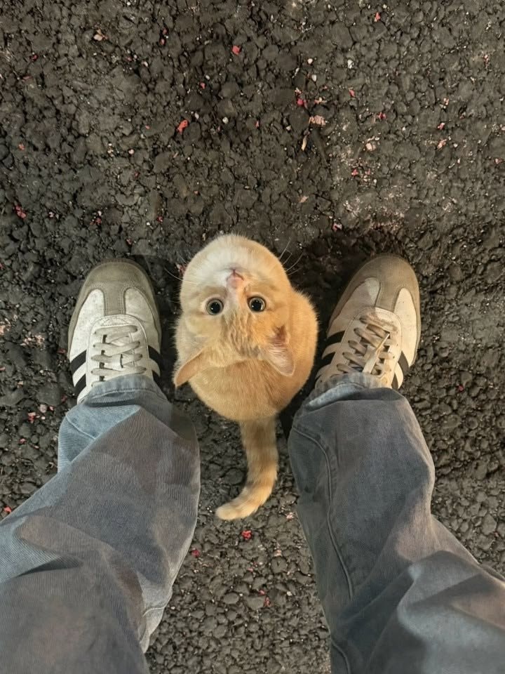 small orange cat between legs