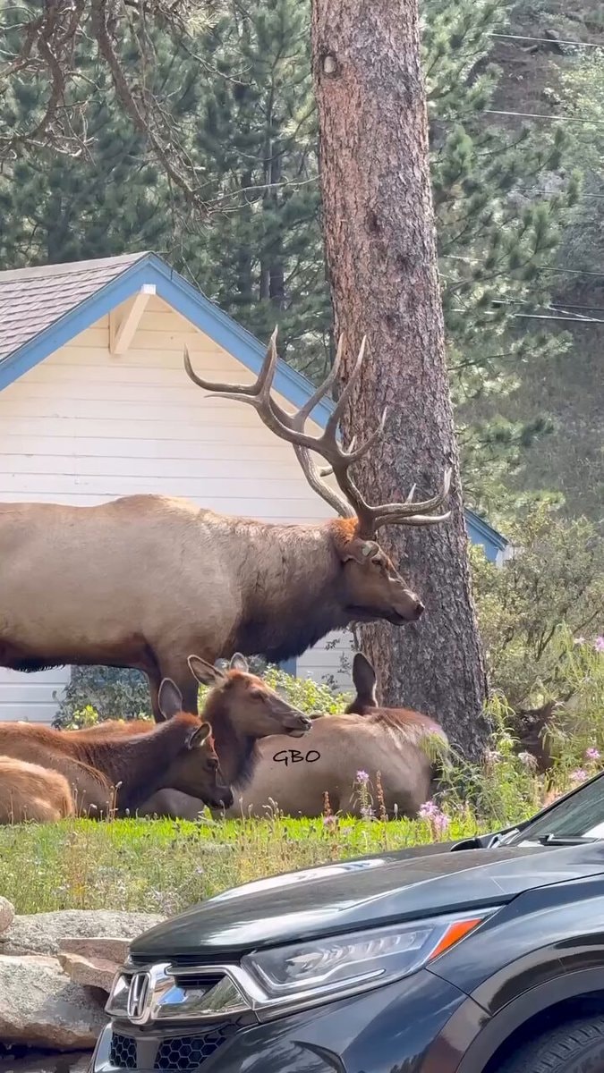 Viral family vs massive elk encounter