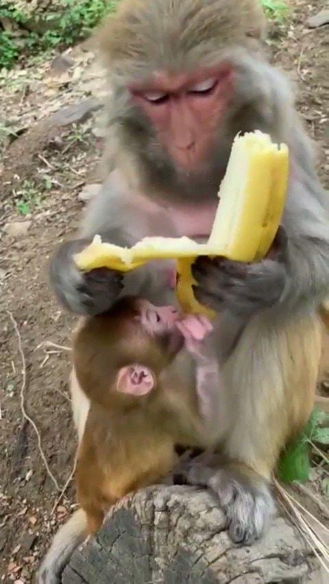 Monkey eating banana with baby nursing