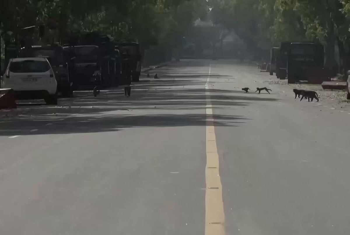 Animals on empty streets March 2020