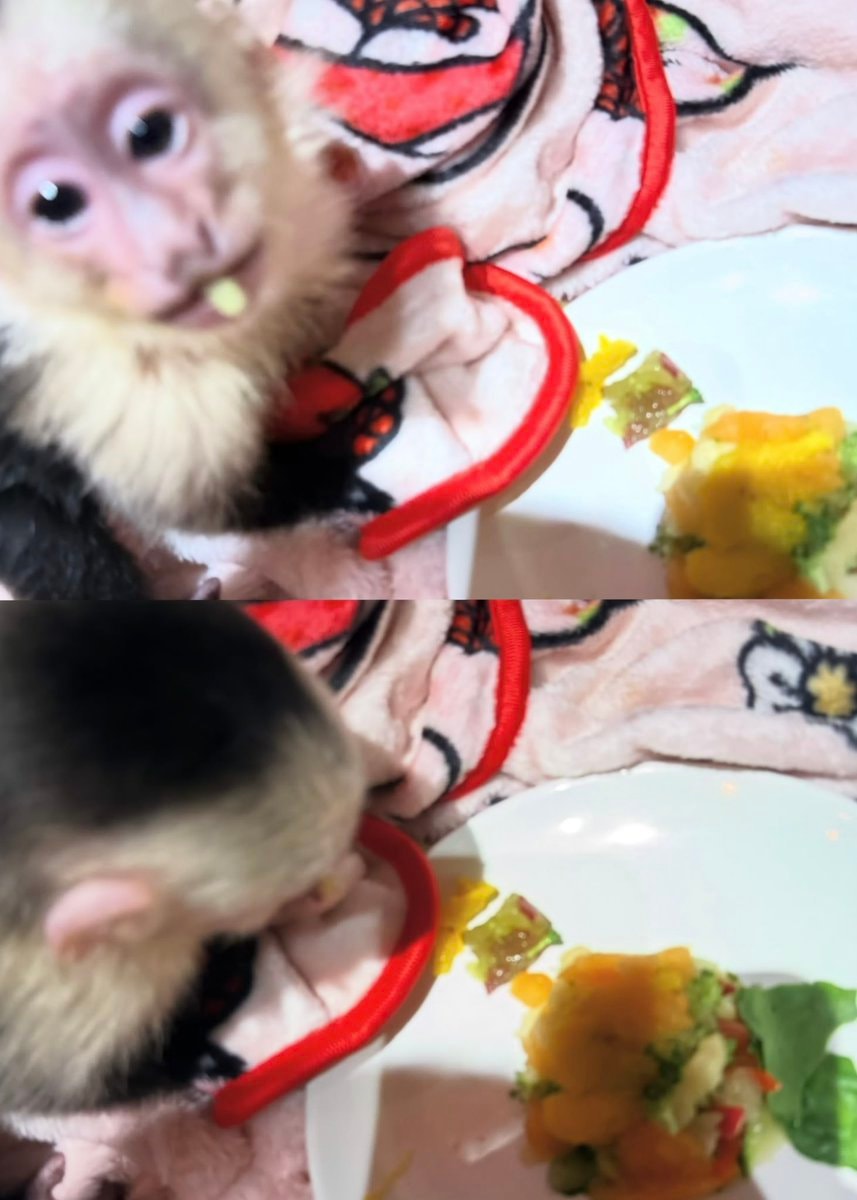 Lil Uzi Vert pet monkey photos (photo 2 of 2)