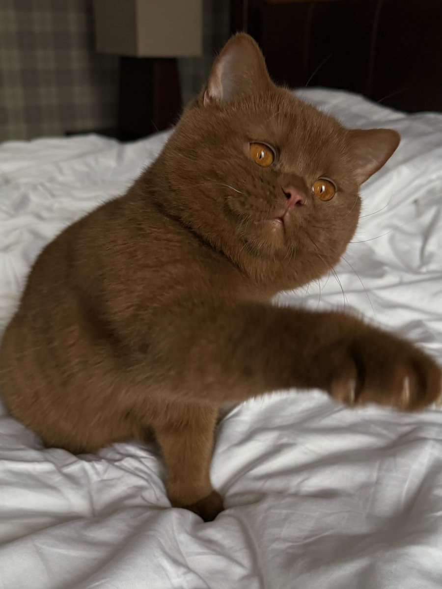 fluffy brown cat with amber eyes (photo 3 of 3) fluffy brown cat with amber eyes (photo 3 of 3)