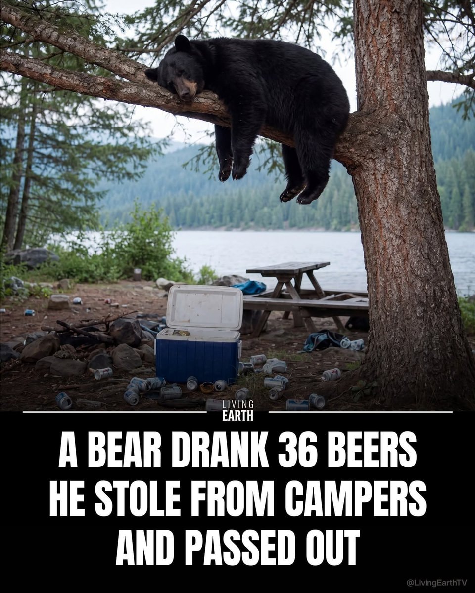 Black bear drinks 36 beers at campsite