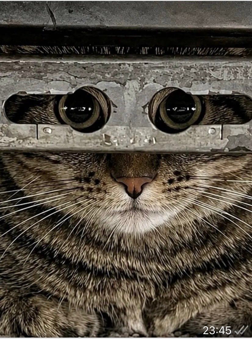 tabby cat peeking from grate (photo 2 of 2)