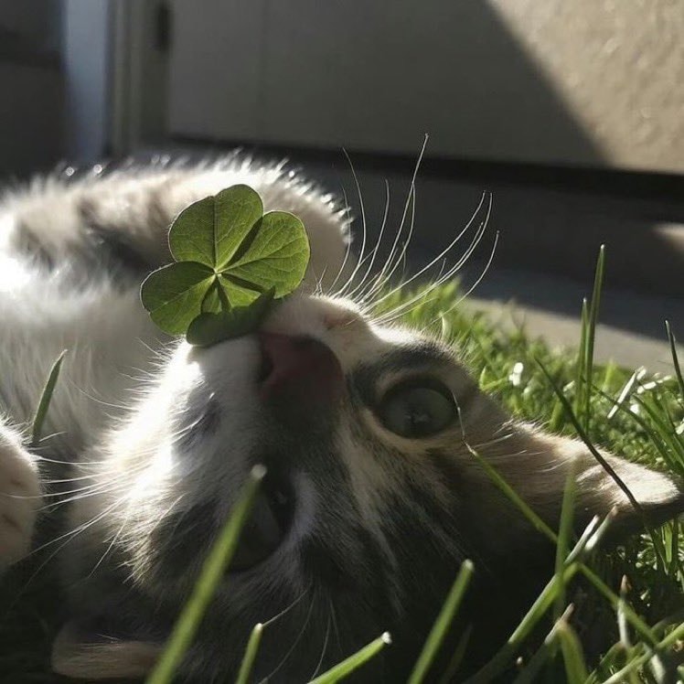 Kitten with clover on head (photo 2 of 2)