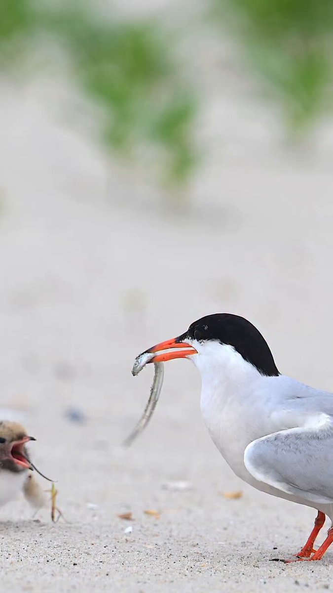 Bird intercepts fish from chick