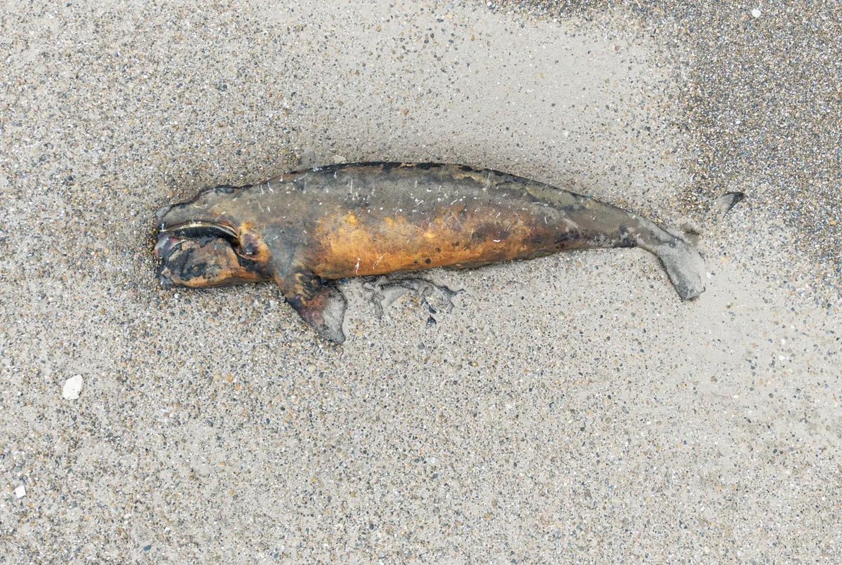 southern right whale calf deaths Argentina (photo 3 of 4) southern right whale calf deaths Argentina (photo 3 of 4)