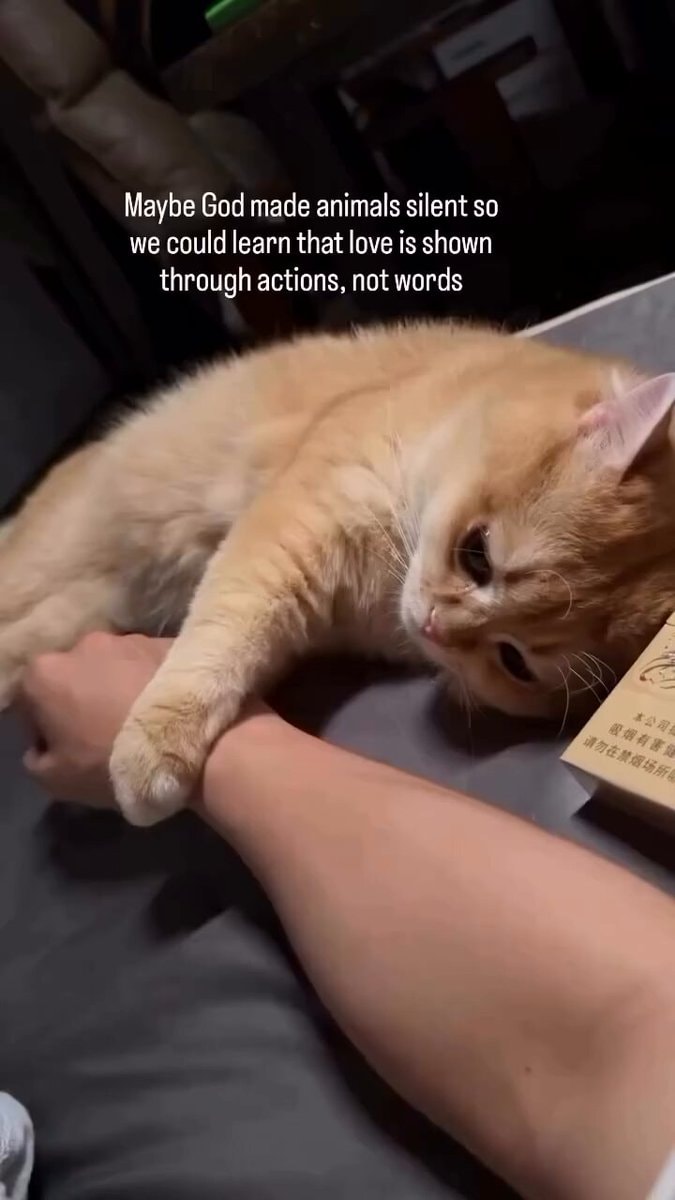 fluffy orange cat resting on arm