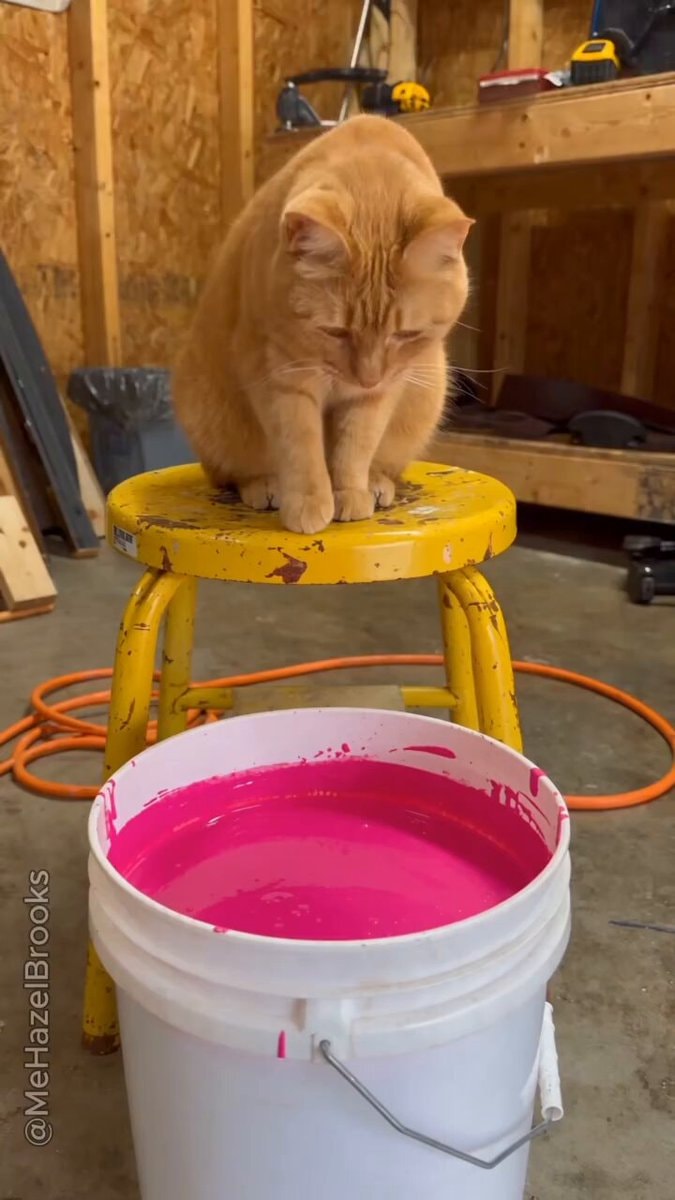 Pink Cato