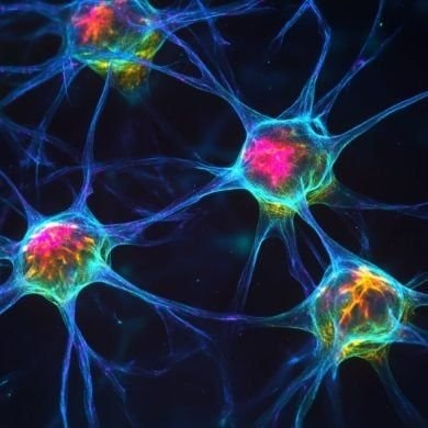 Neuroscience brain thought repetition (photo 2 of 2)